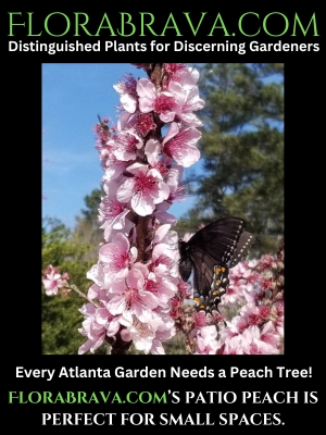 FloraBrava.com  Distinquished Plants for Discerning Gardeners